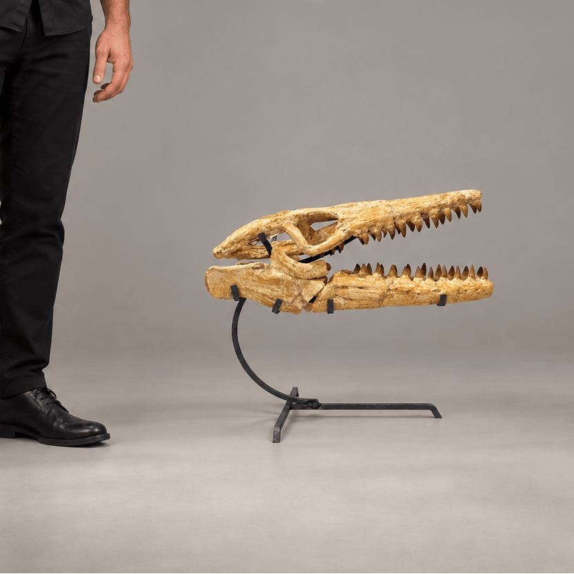 Best Offer Moroccan Mosasaur Skull With Stand – 50 cm - PaleoDeserts