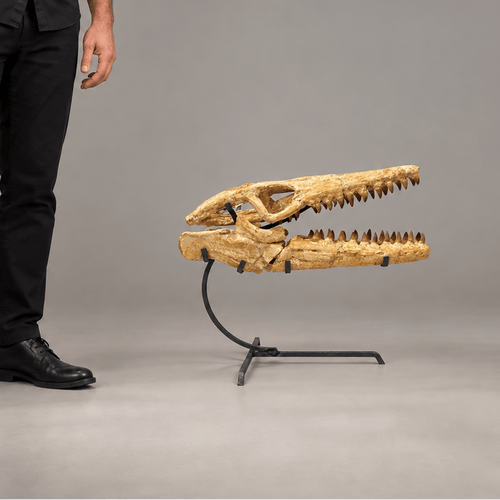 Best Offer Moroccan Mosasaur Skull With Stand – 50 cm - PaleoDeserts