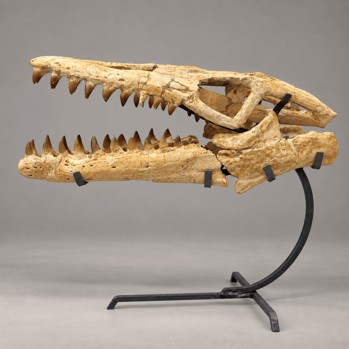 Best Offer Moroccan Mosasaur Skull With Stand – 50 cm - PaleoDeserts