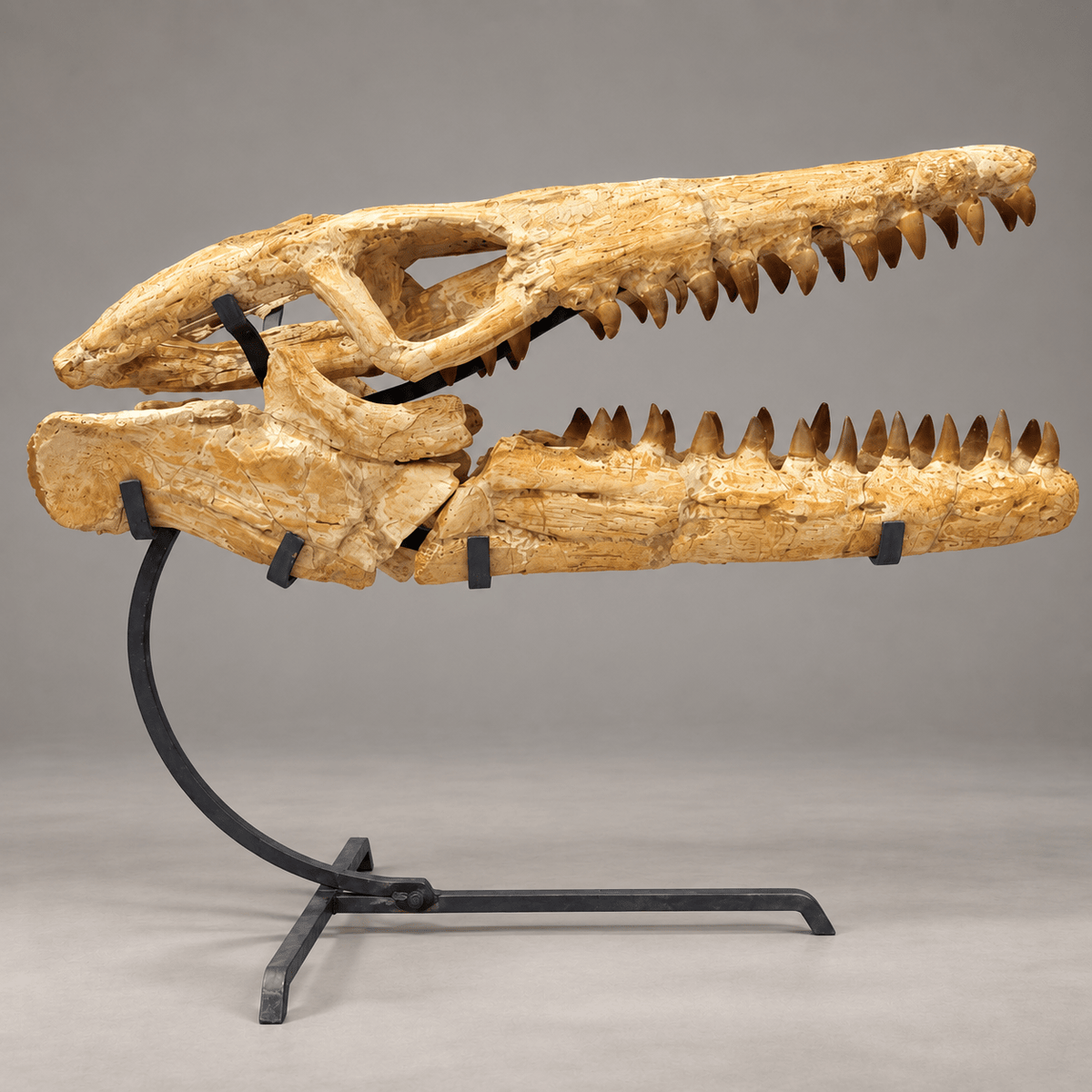 Best Offer Moroccan Mosasaur Skull With Stand – 50 cm - PaleoDeserts