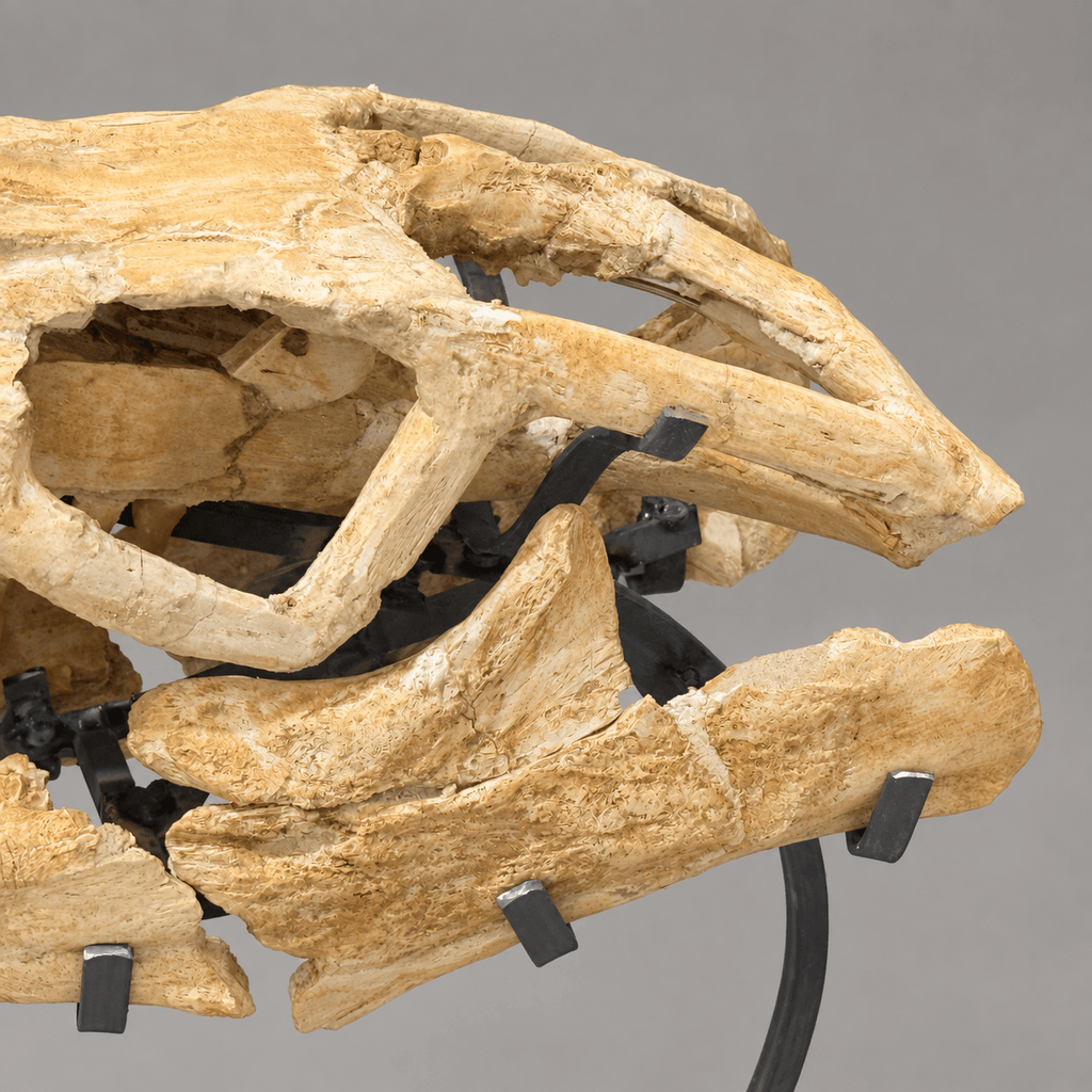 Best Offer Moroccan Mosasaur Skull With Stand – 50 cm - PaleoDeserts