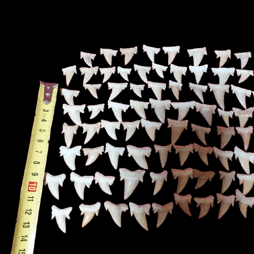 Bulk Cretolamna aschersoni Fossil Teeth – AD-12709 - PaleoDeserts