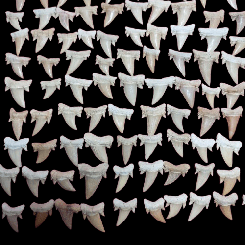 Bulk Cretolamna aschersoni Fossil Teeth – AD-12709 - PaleoDeserts