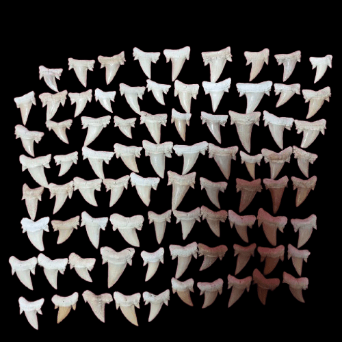 Bulk Cretolamna aschersoni Fossil Teeth – AD-12709 - PaleoDeserts
