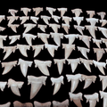 Bulk Cretolamna aschersoni Fossil Teeth – AD-12709 - PaleoDeserts