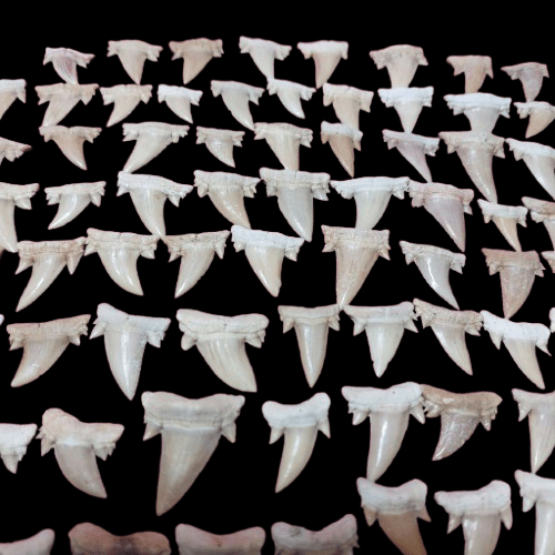 Bulk Cretolamna aschersoni Fossil Teeth – AD-12709 - PaleoDeserts