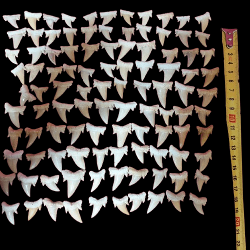 Bulk Cretolamna aschersoni Fossil Teeth – AD-12709 - PaleoDeserts