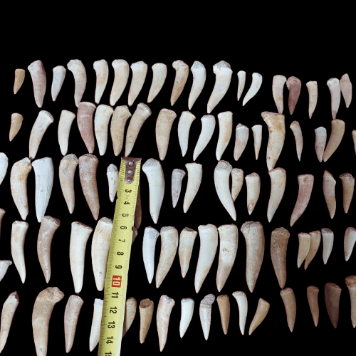 Bulk Enchodus libycus Fossil Teeth – AD-12837 - PaleoDeserts