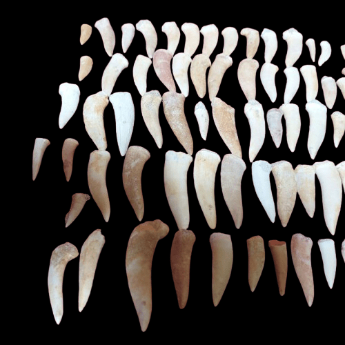 Bulk Enchodus libycus Fossil Teeth – AD-12837 - PaleoDeserts