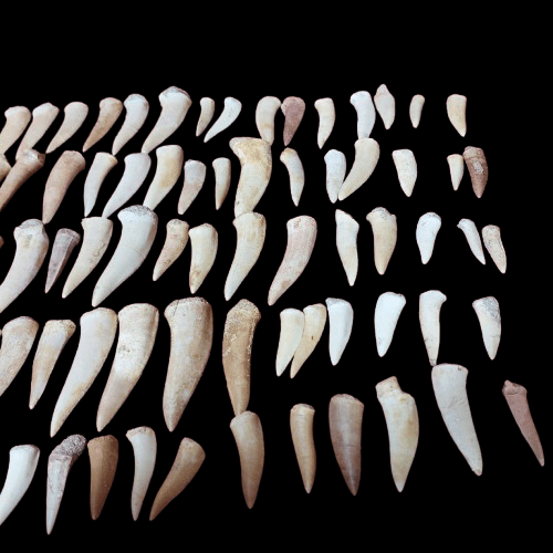 Bulk Enchodus libycus Fossil Teeth – AD-12837 - PaleoDeserts
