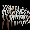 Bulk Enchodus libycus Fossil Teeth – AD-12837 - PaleoDeserts