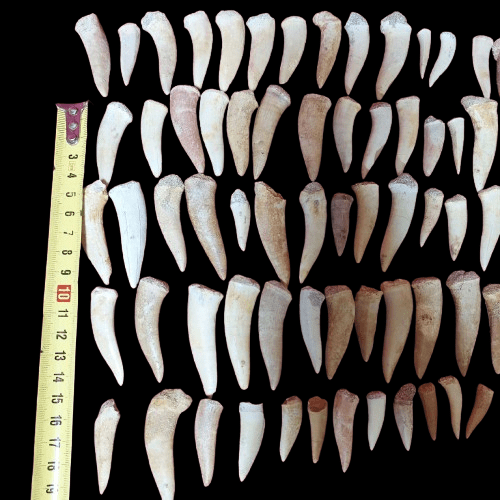 Bulk Enchodus libycus Fossil Teeth – AD-12837 - PaleoDeserts