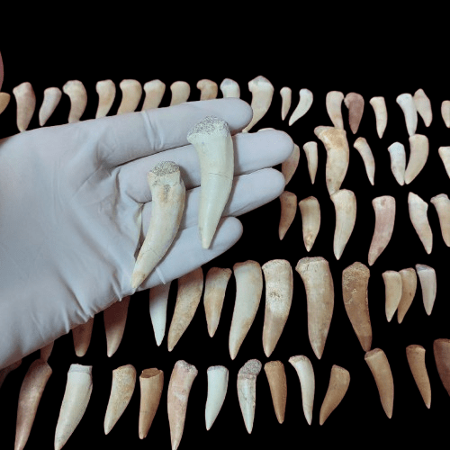 Bulk Enchodus libycus Fossil Teeth – AD-12837 - PaleoDeserts