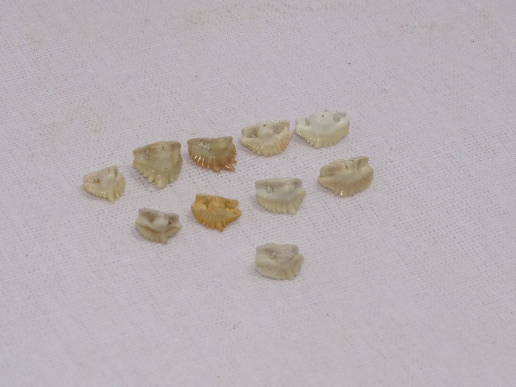 Bulk Ginglymostoma Fossil Teeth – AD-12717 - PaleoDeserts