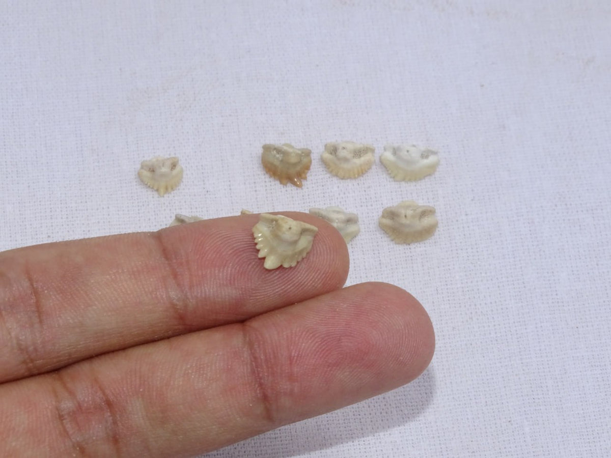Bulk Ginglymostoma Fossil Teeth – AD-12717 - PaleoDeserts