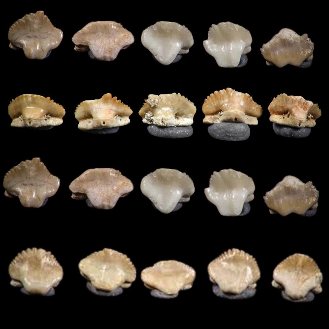 Bulk Ginglymostoma Fossil Teeth – AD-12717 - PaleoDeserts