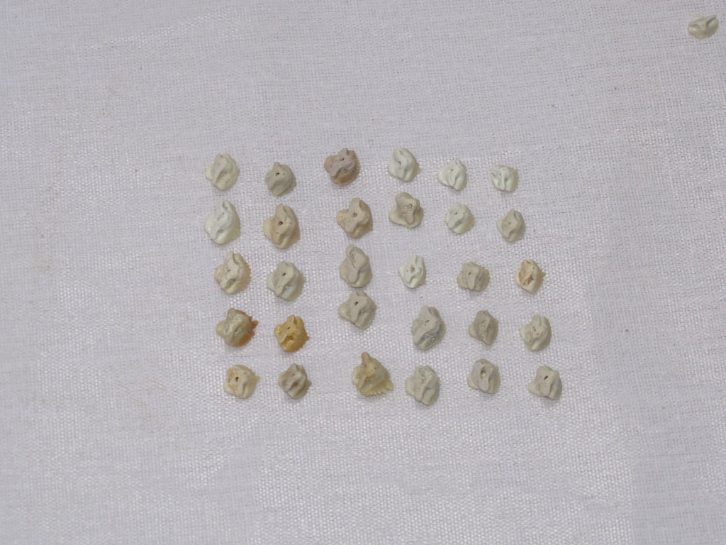 Bulk Ginglymostoma Fossil Teeth – AD-12717 - PaleoDeserts