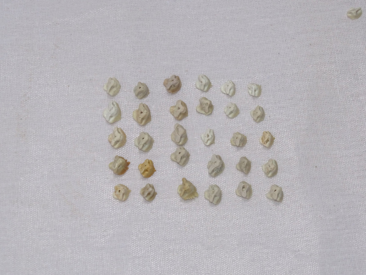 Bulk Ginglymostoma Fossil Teeth – AD-12717 - PaleoDeserts