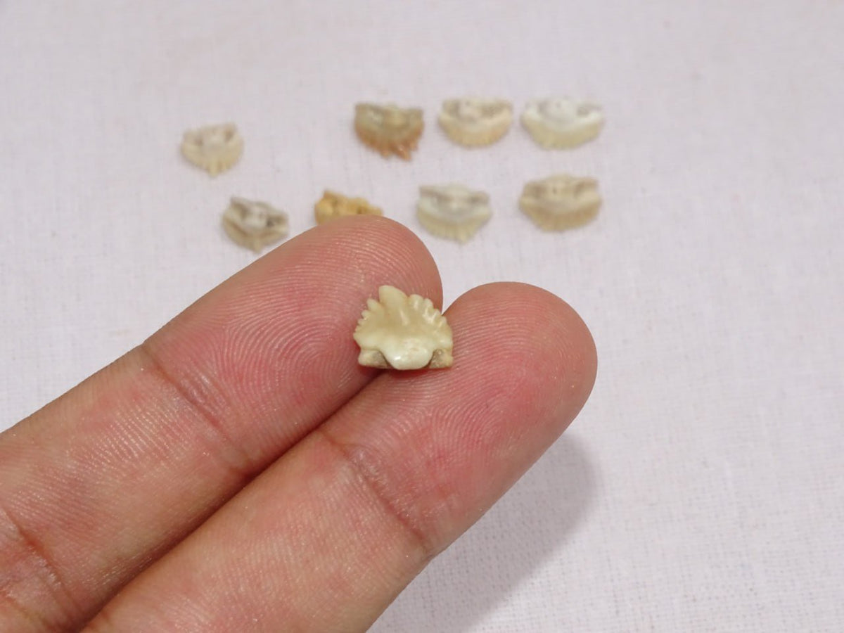 Bulk Ginglymostoma Fossil Teeth – AD-12717 - PaleoDeserts