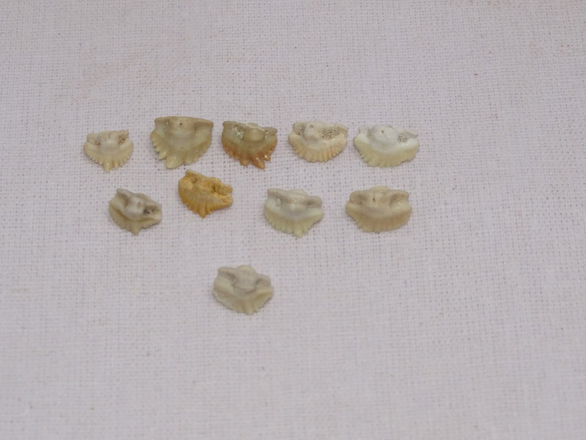 Bulk Ginglymostoma Fossil Teeth – AD-12717 - PaleoDeserts