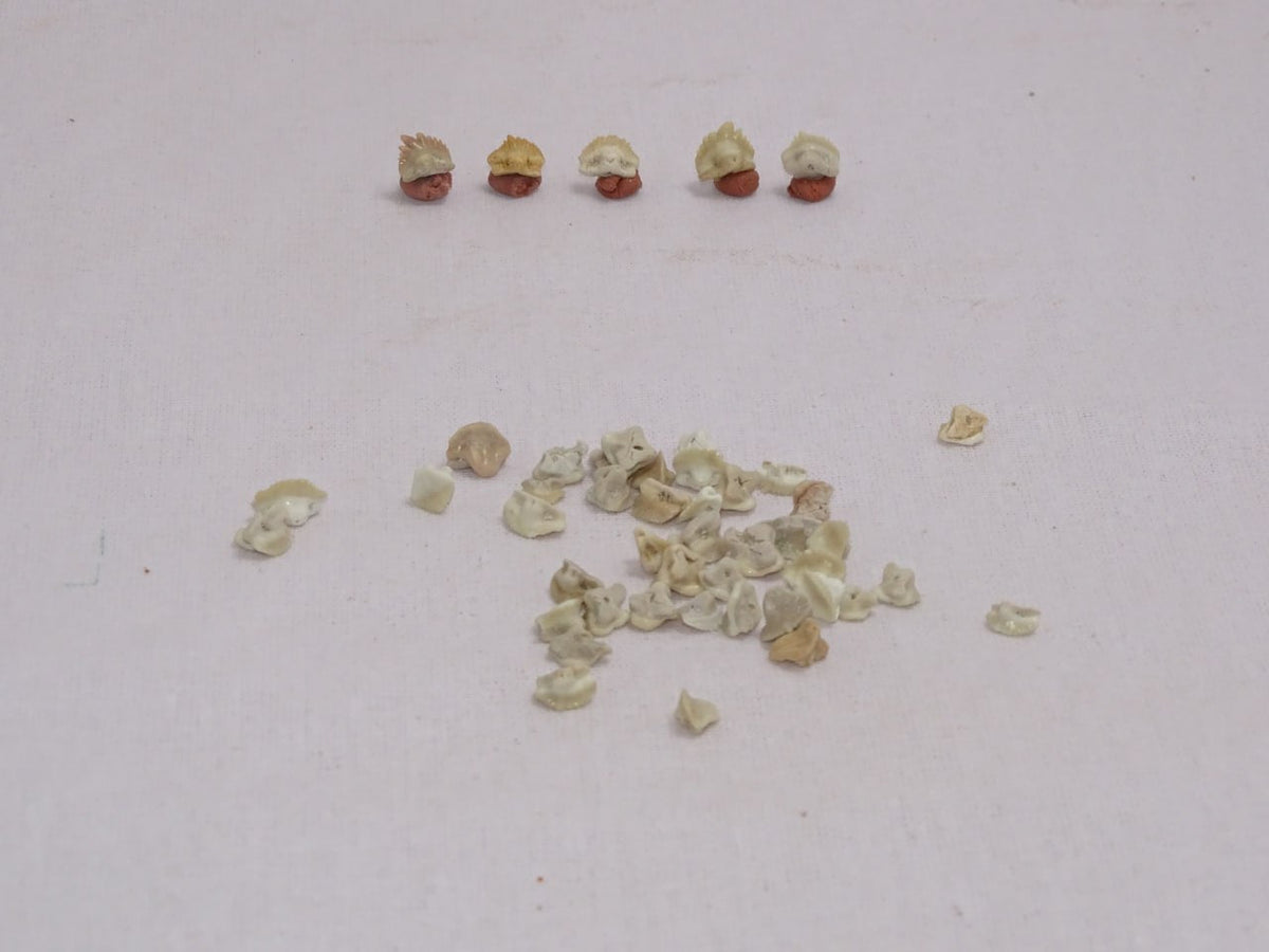 Bulk Ginglymostoma Fossil Teeth – AD-12717 - PaleoDeserts