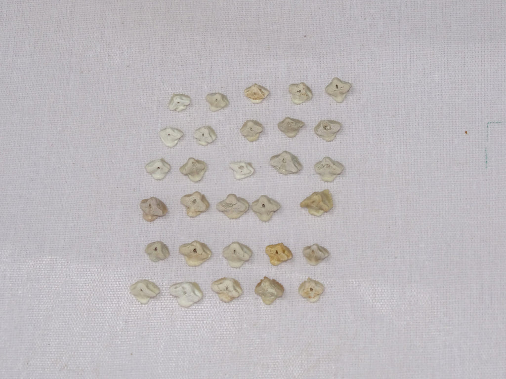 Bulk Ginglymostoma Fossil Teeth – AD-12717 - PaleoDeserts
