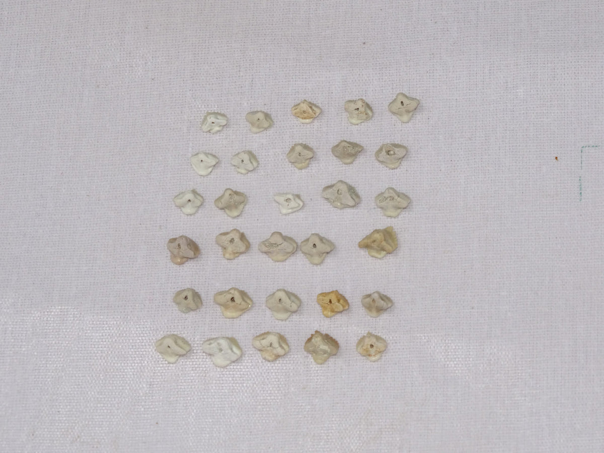 Bulk Ginglymostoma Fossil Teeth – AD-12717 - PaleoDeserts