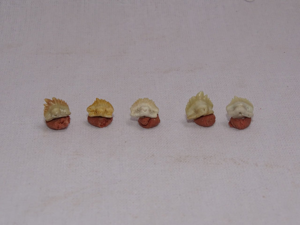 Bulk Ginglymostoma Fossil Teeth – AD-12717 - PaleoDeserts