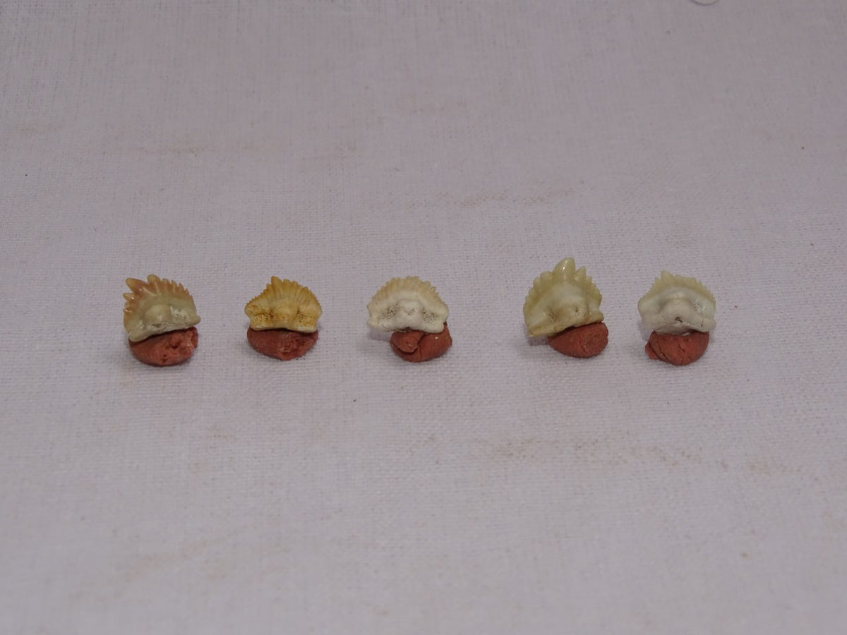 Bulk Ginglymostoma Fossil Teeth – AD-12717 - PaleoDeserts