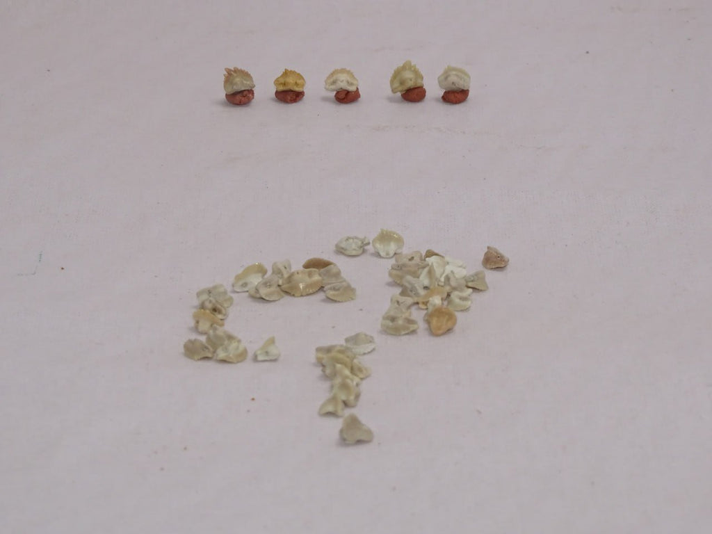 Bulk Ginglymostoma Fossil Teeth – AD-12717 - PaleoDeserts