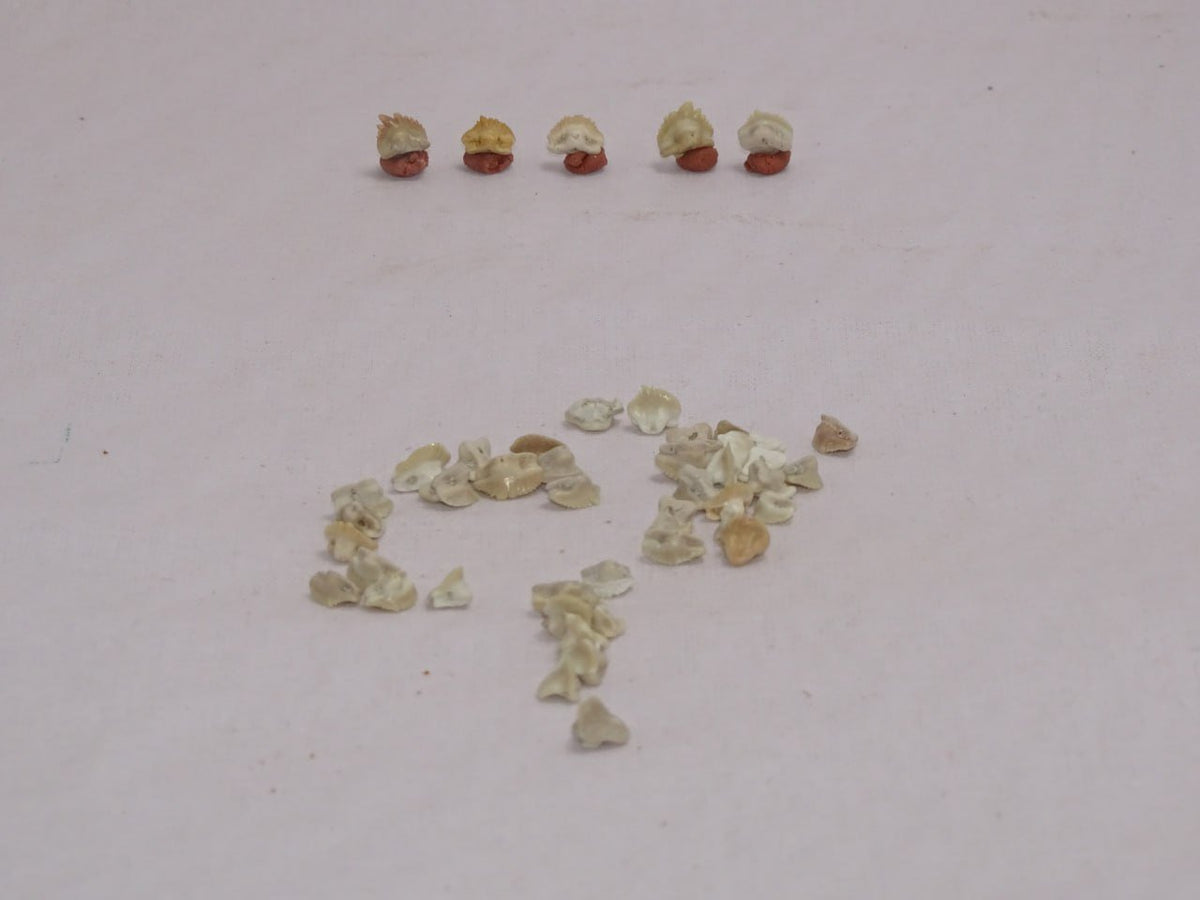 Bulk Ginglymostoma Fossil Teeth – AD-12717 - PaleoDeserts