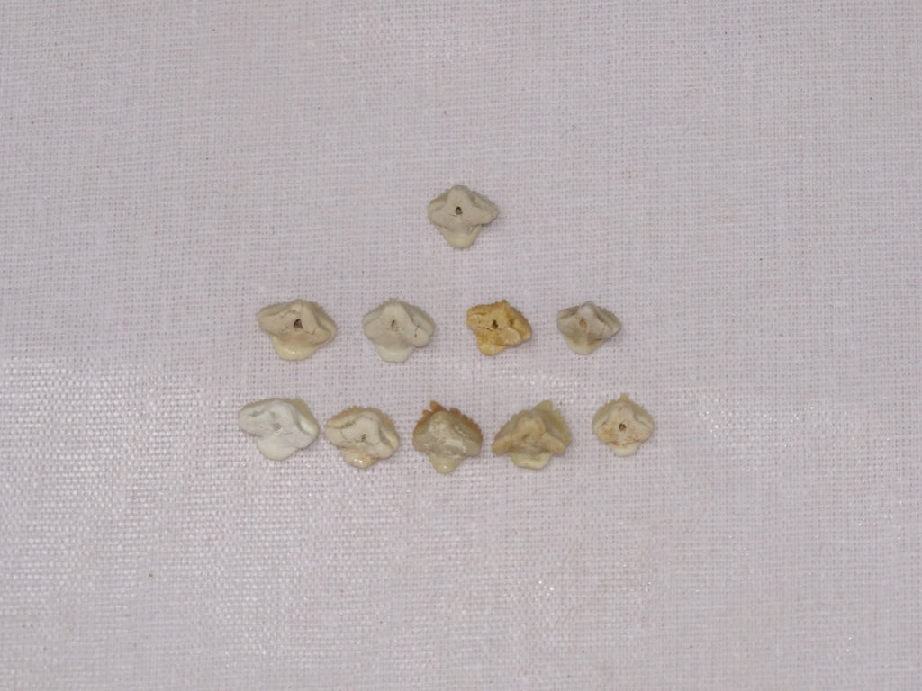 Bulk Ginglymostoma Fossil Teeth – AD-12717 - PaleoDeserts