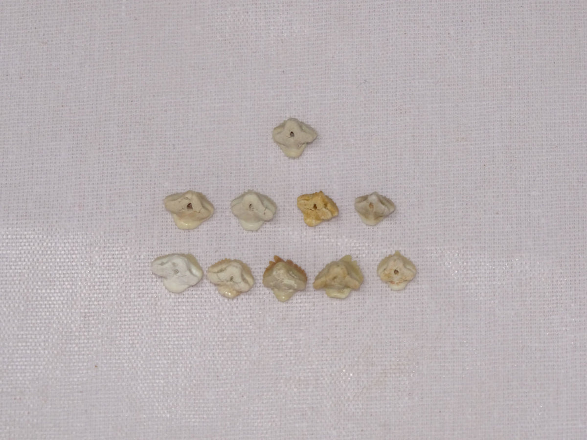 Bulk Ginglymostoma Fossil Teeth – AD-12717 - PaleoDeserts