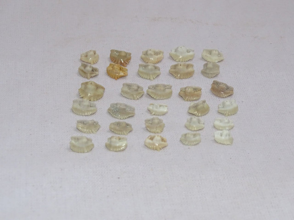 Bulk Ginglymostoma Fossil Teeth – AD-12717 - PaleoDeserts
