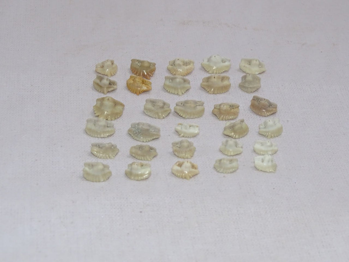 Bulk Ginglymostoma Fossil Teeth – AD-12717 - PaleoDeserts