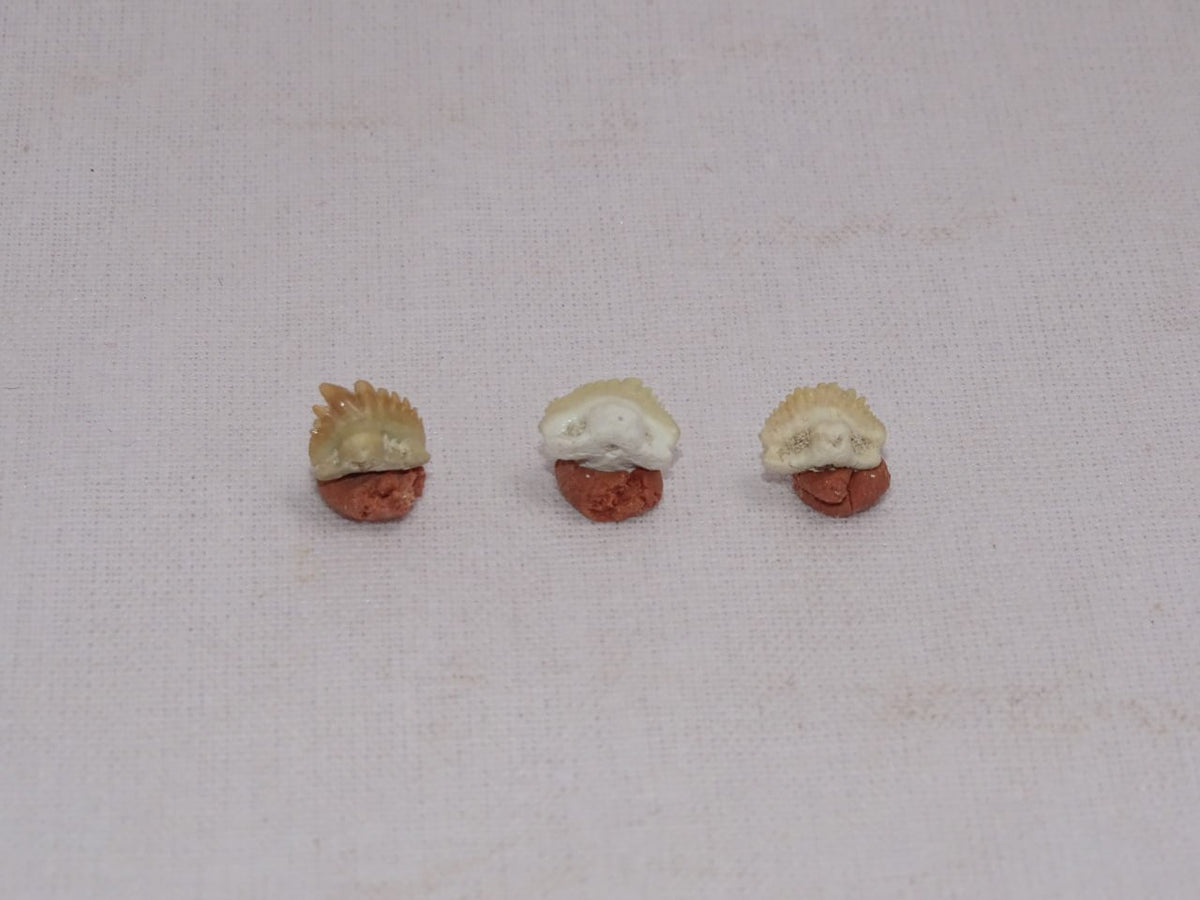 Bulk Ginglymostoma Fossil Teeth – AD-12717 - PaleoDeserts