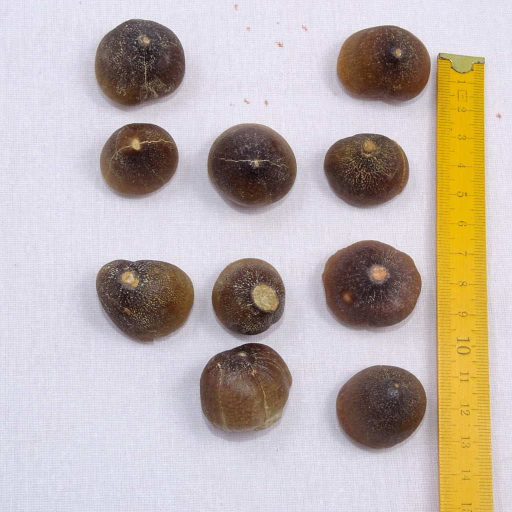 Bulk Globidens Fossil Teeth – AD-12719 - PaleoDeserts
