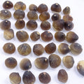 Bulk Globidens Fossil Teeth – AD-12719 - PaleoDeserts