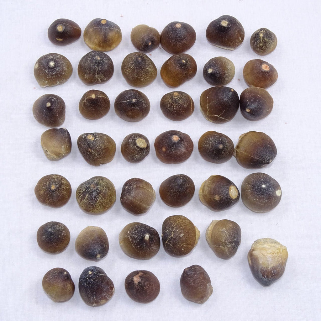 Bulk Globidens Fossil Teeth – AD-12719 - PaleoDeserts