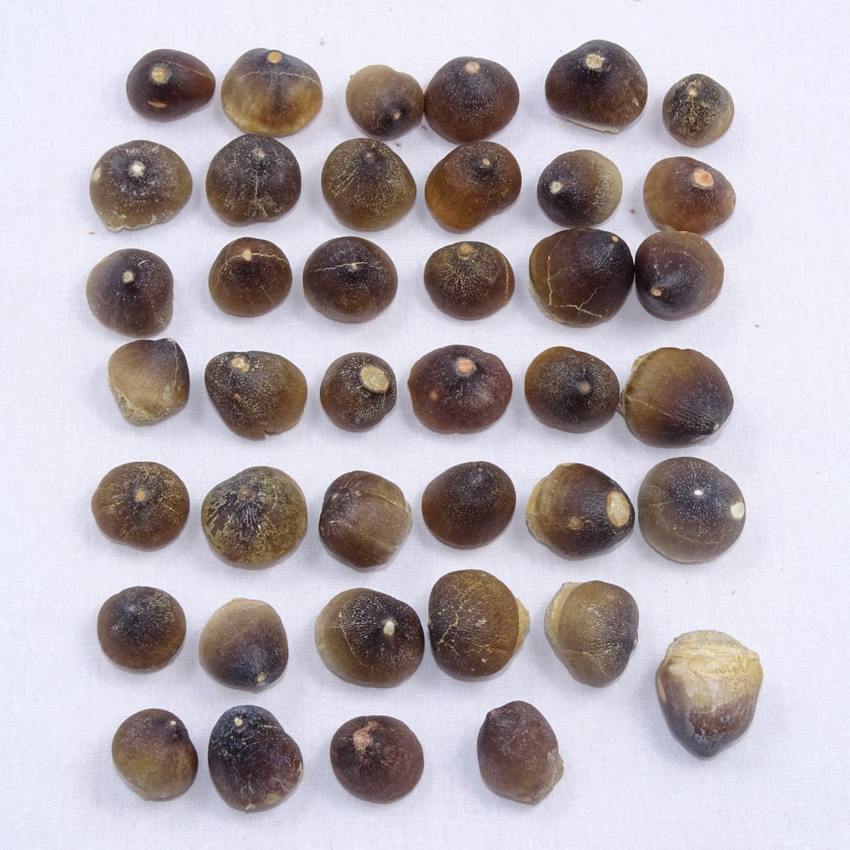 Bulk Globidens Fossil Teeth – AD-12719 - PaleoDeserts