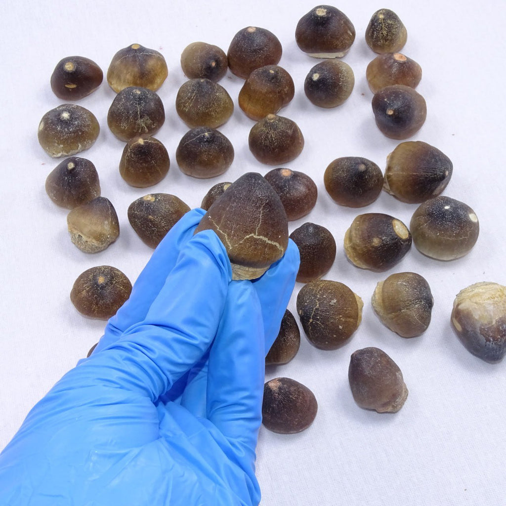 Bulk Globidens Fossil Teeth – AD-12719 - PaleoDeserts