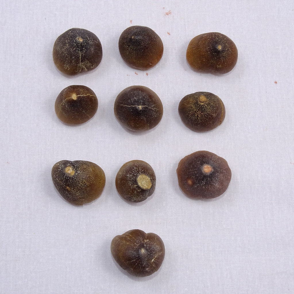 Bulk Globidens Fossil Teeth – AD-12719 - PaleoDeserts