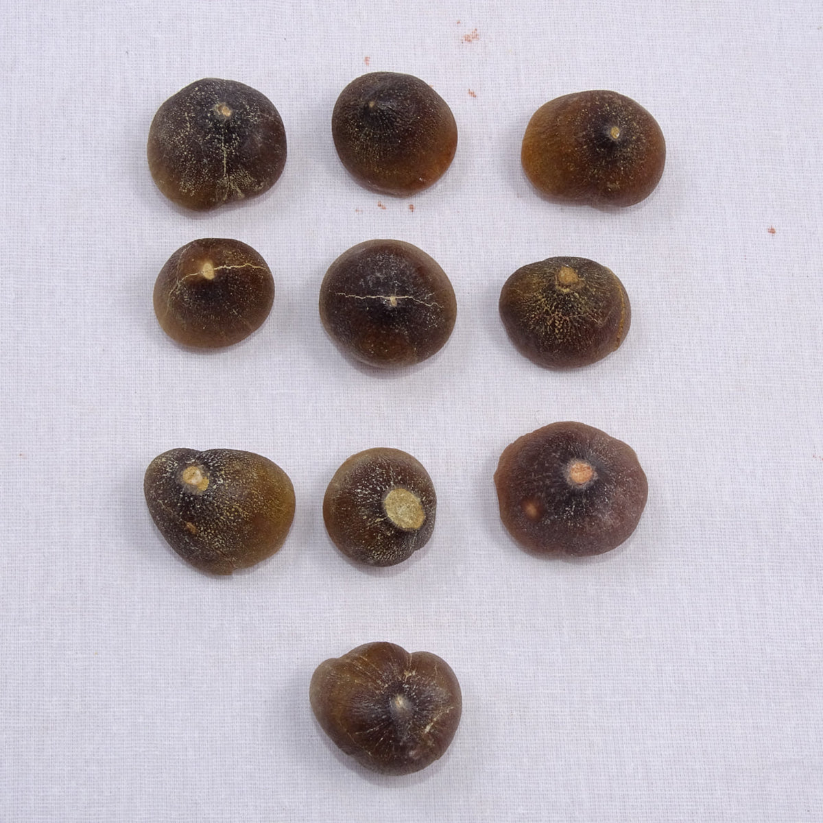 Bulk Globidens Fossil Teeth – AD-12719 - PaleoDeserts