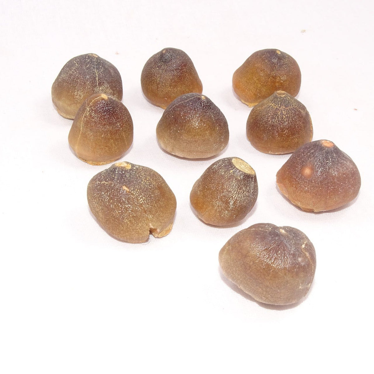 Bulk Globidens Fossil Teeth – AD-12719 - PaleoDeserts