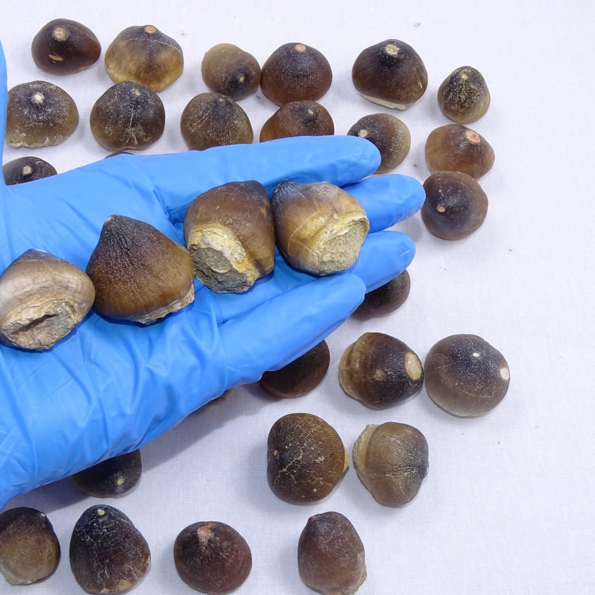 Bulk Globidens Fossil Teeth – AD-12719 - PaleoDeserts