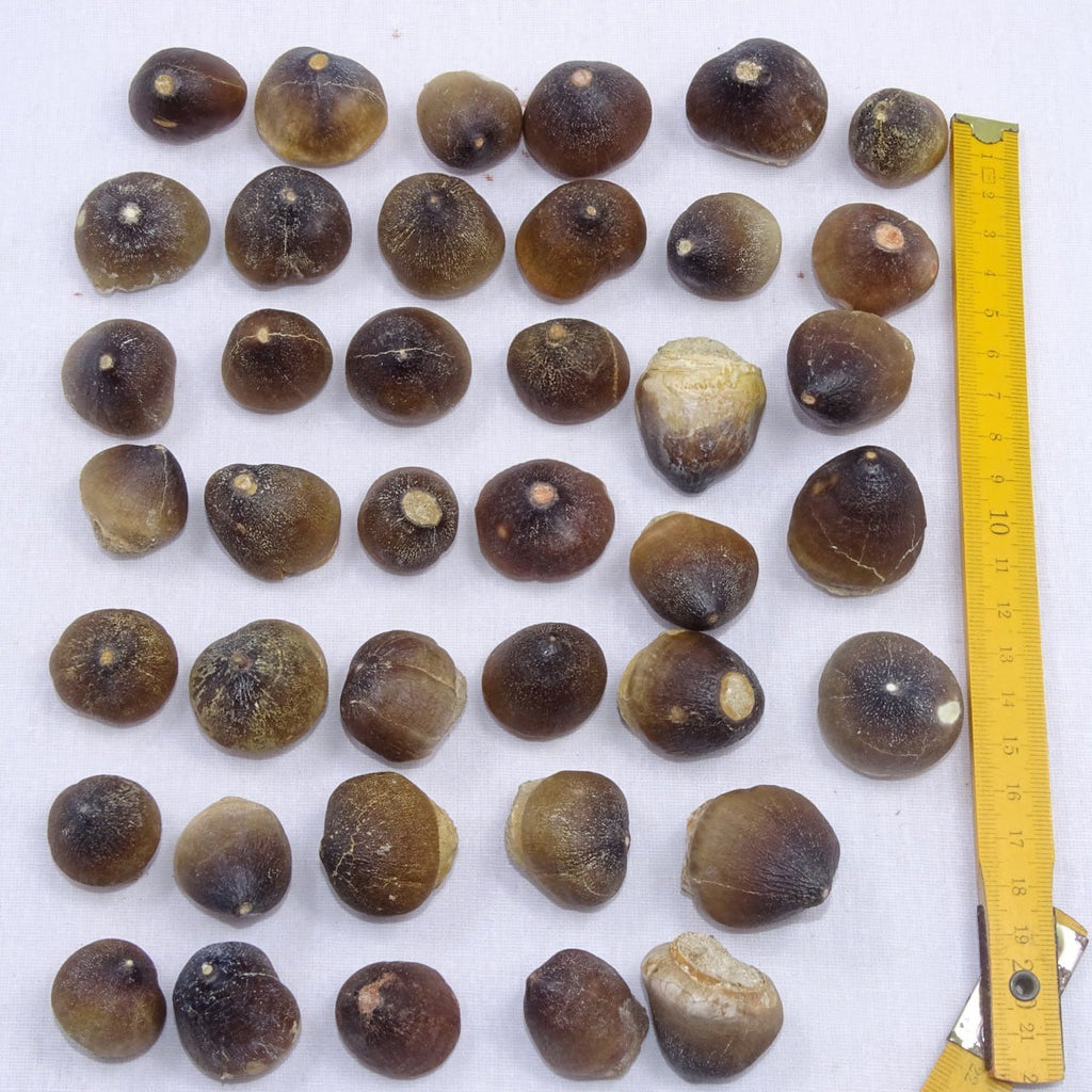 Bulk Globidens Fossil Teeth – AD-12719 - PaleoDeserts
