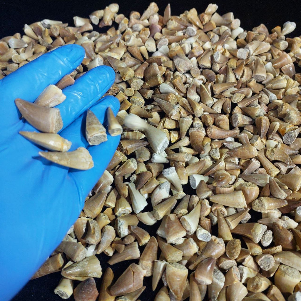 Bulk Mosasaur Fossil Teeth, 1.25 in – AD-12545 - PaleoDeserts