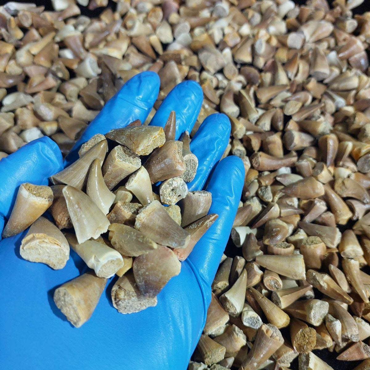 Bulk Mosasaur Fossil Teeth, 1.25 in – AD-12545 - PaleoDeserts