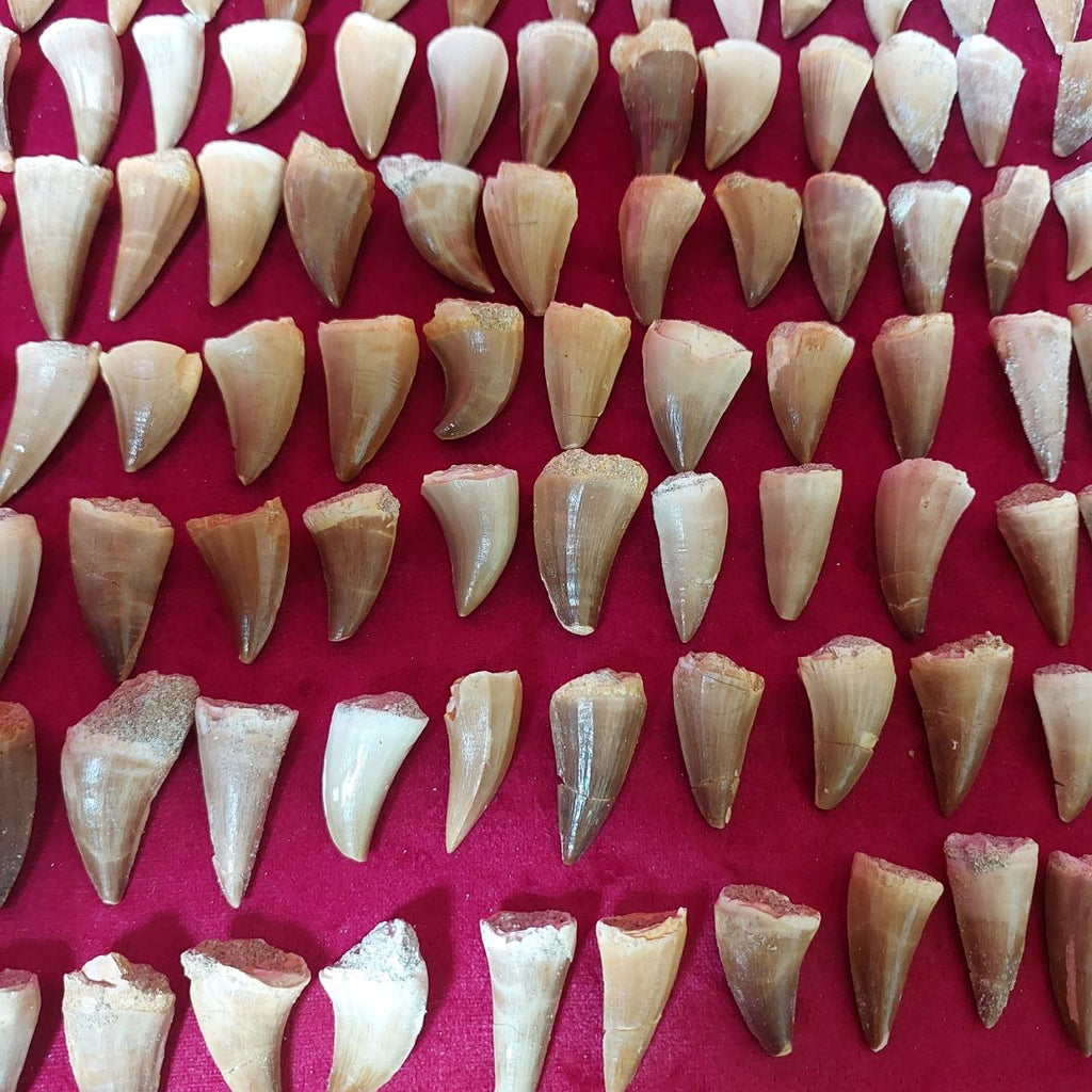 Bulk Mosasaur Fossil Teeth, 1.25 in – AD-12545 - PaleoDeserts