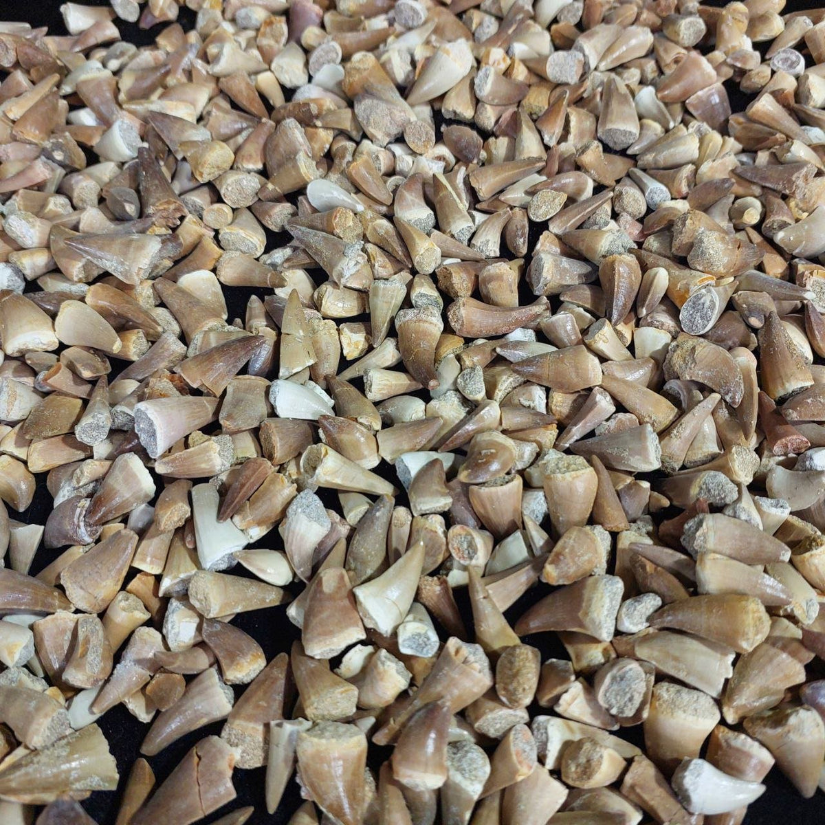 Bulk Mosasaur Fossil Teeth, 1.25 in – AD-12545 - PaleoDeserts